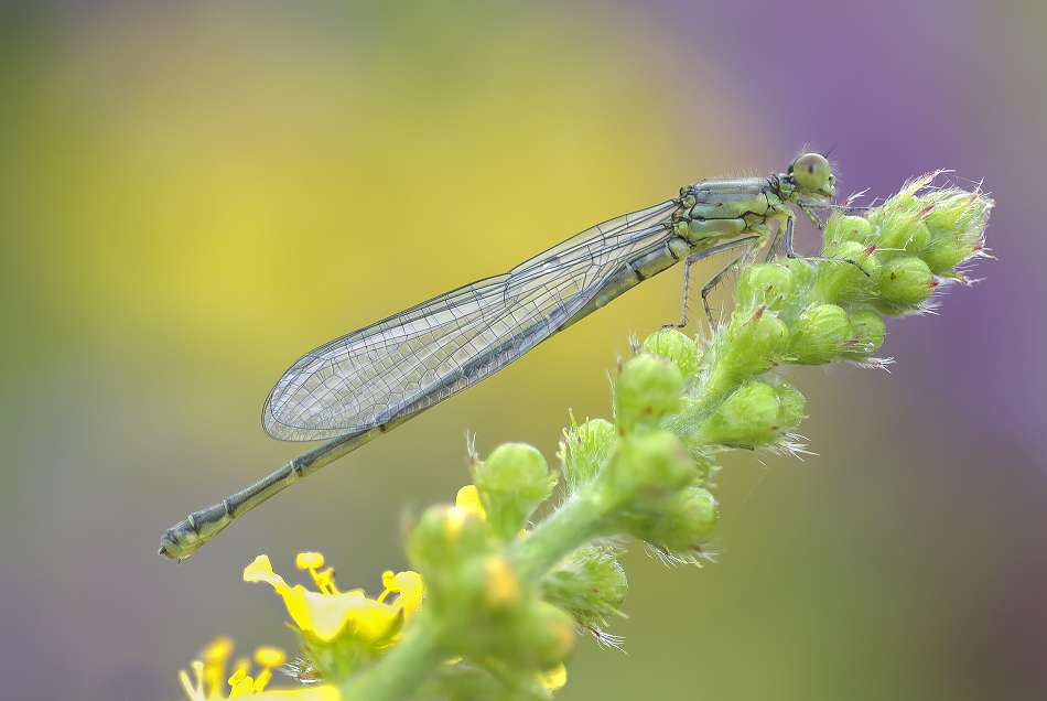 2015-07-03_12-54-36_M_B_R_50_S_1