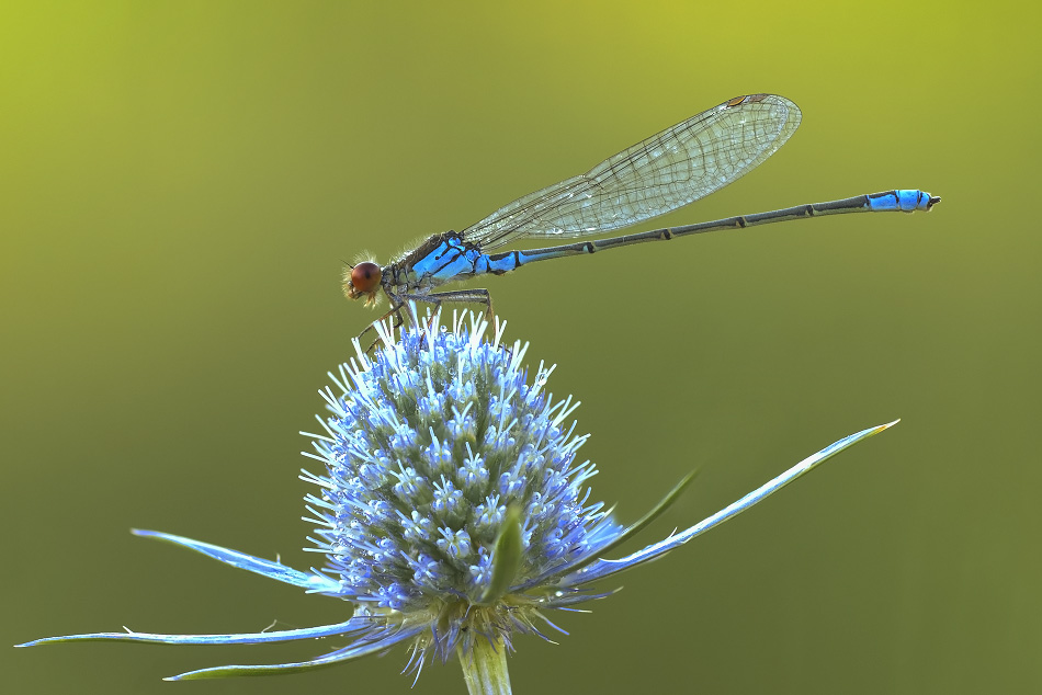 2015-07-08_15-37-33_M_B_R_50_S_1