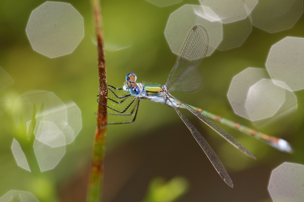 2016-08-08_14-35-50_