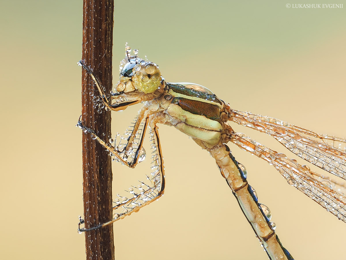 2020-09-16_12-03-09_M_A_R_8_S_4