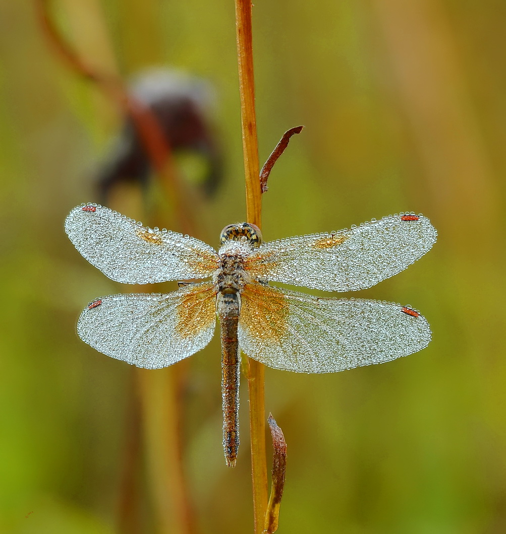 2021-01-01_10-08-32_A_Radius8_Smoothing4_000