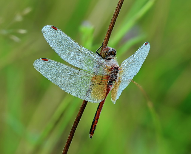 2022-01-01_11-57-23_A_Radius8_Smoothing4_22