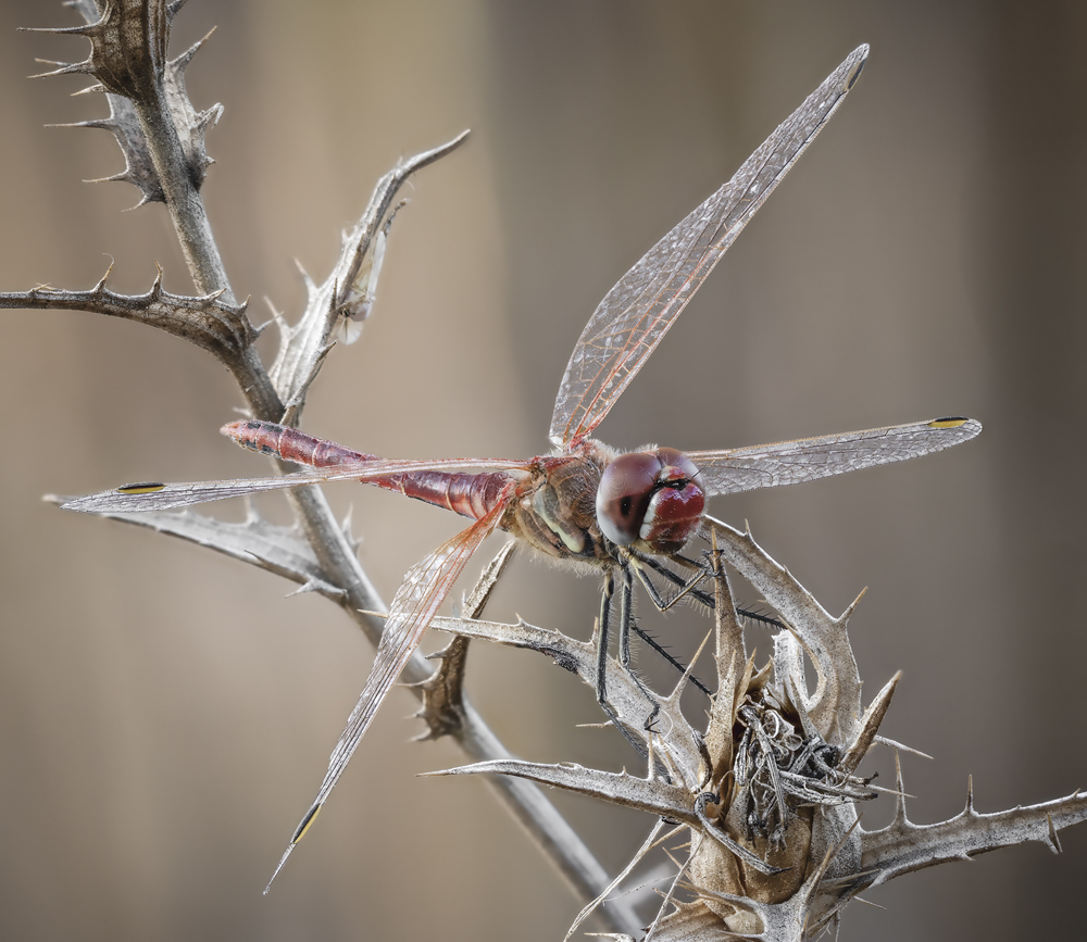 2024-10-19_18-54-58_C_S4_2