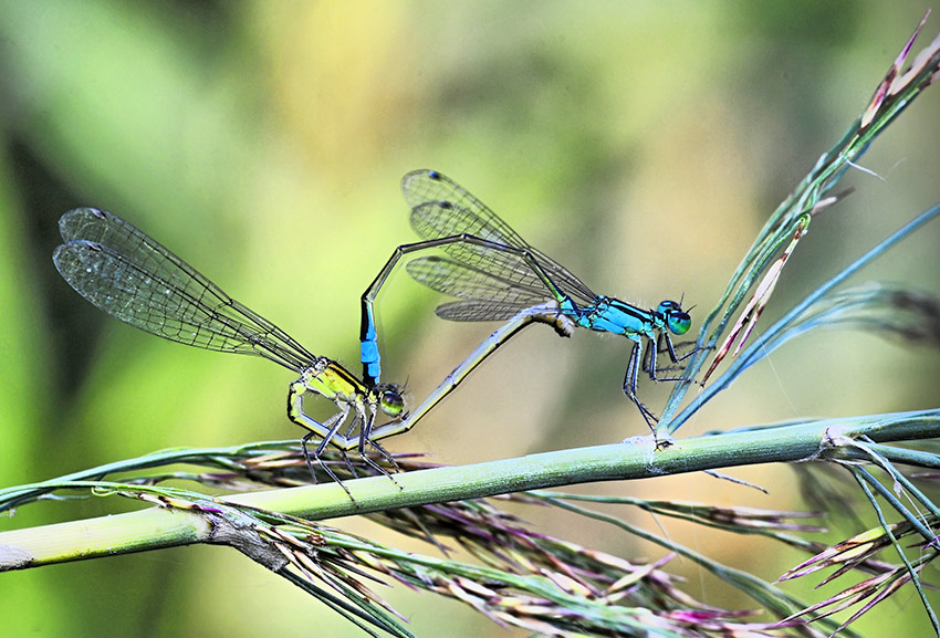 2Ischnura_elegans3059