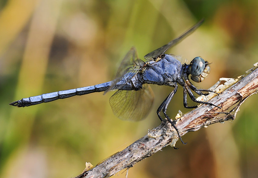2Orthetrum_anceps_2929b