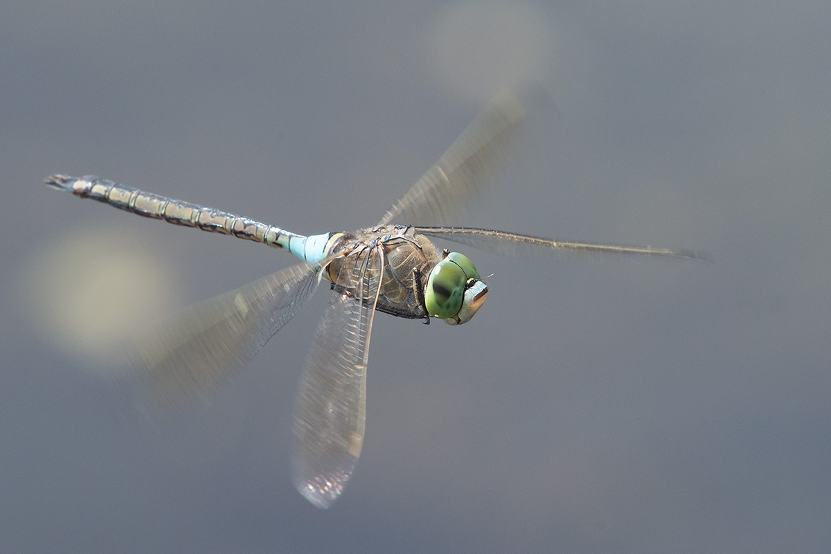 Arkutino_20150608-03-1200