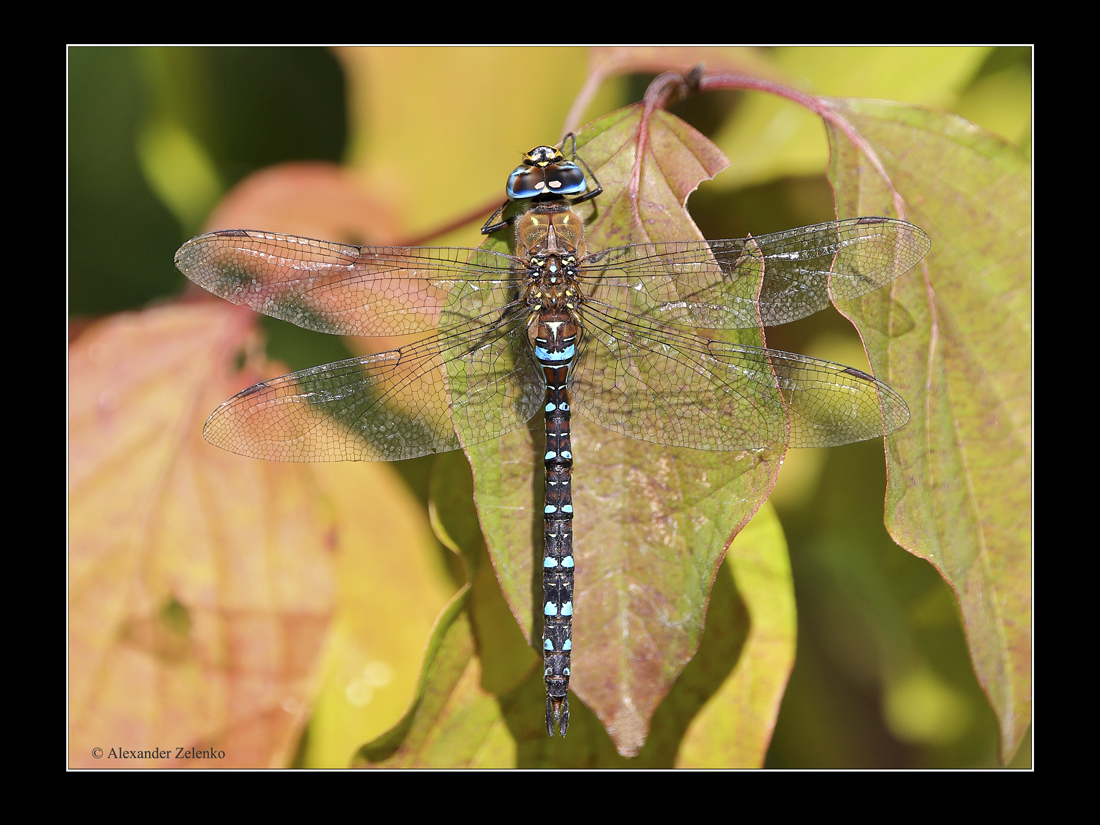 BU7A0236_3_22September2015_Alexander_Zelenko