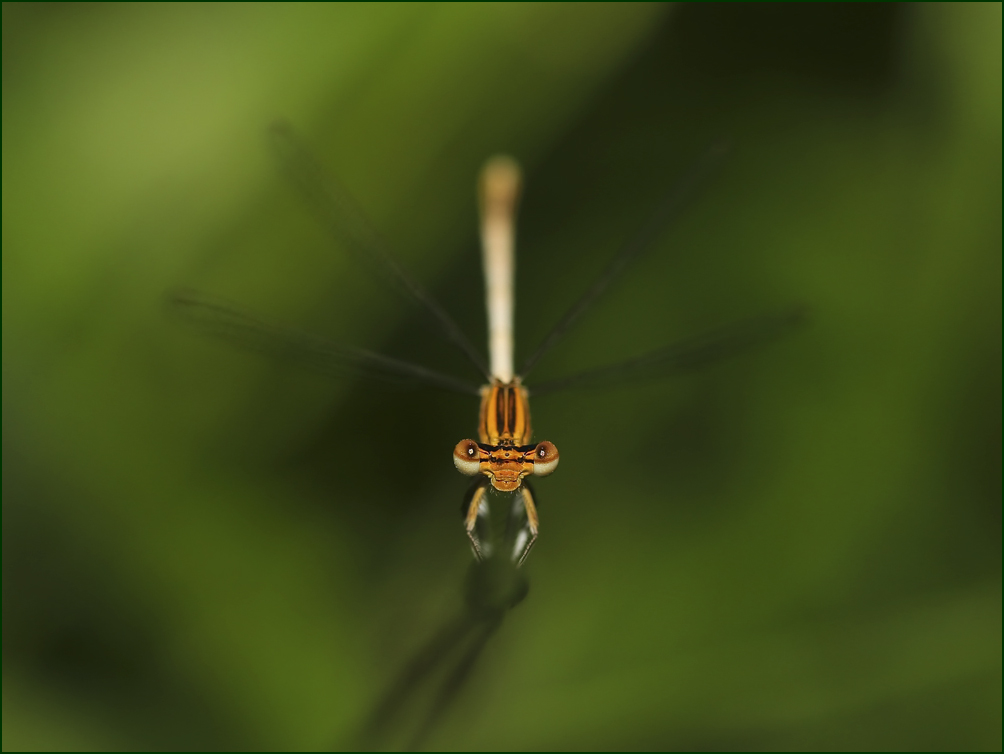 BU7A0447_1_11Juli2016_Alexander_Zelenko