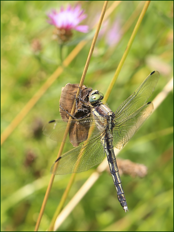 BU7A1495_1_24Juli2016_Alexander_Zelenko