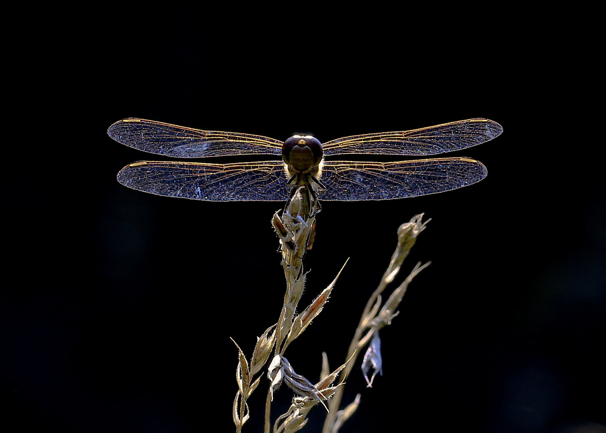 BU7A6403_2_08September2016_Alexander_Zelenko