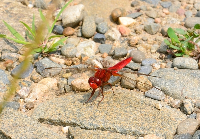 Crocothemis_erythraea_-_