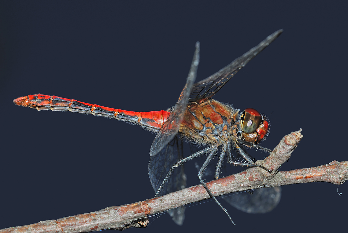 D2X_8152_dragonfly