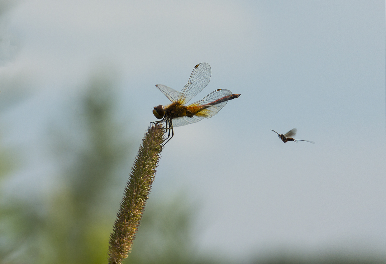 DSC01072r