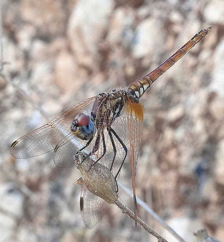 DSC02791cc