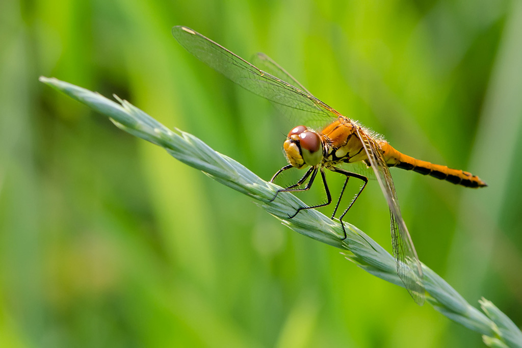 DSC8209-1_-Sympetrum_flaveolum-