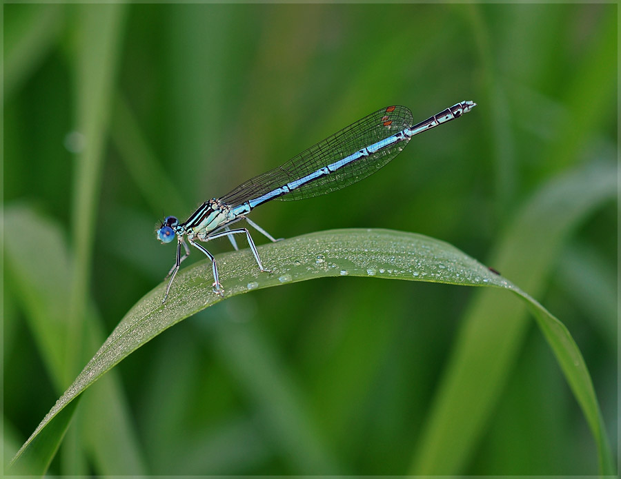 DSC_2487-0