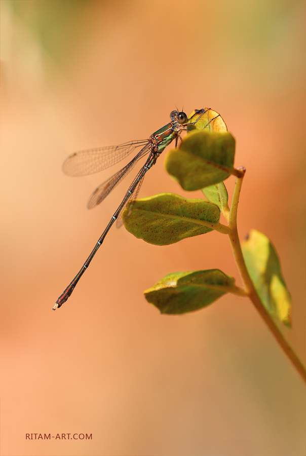 Dragonfly-Mallorca_Ritam-W