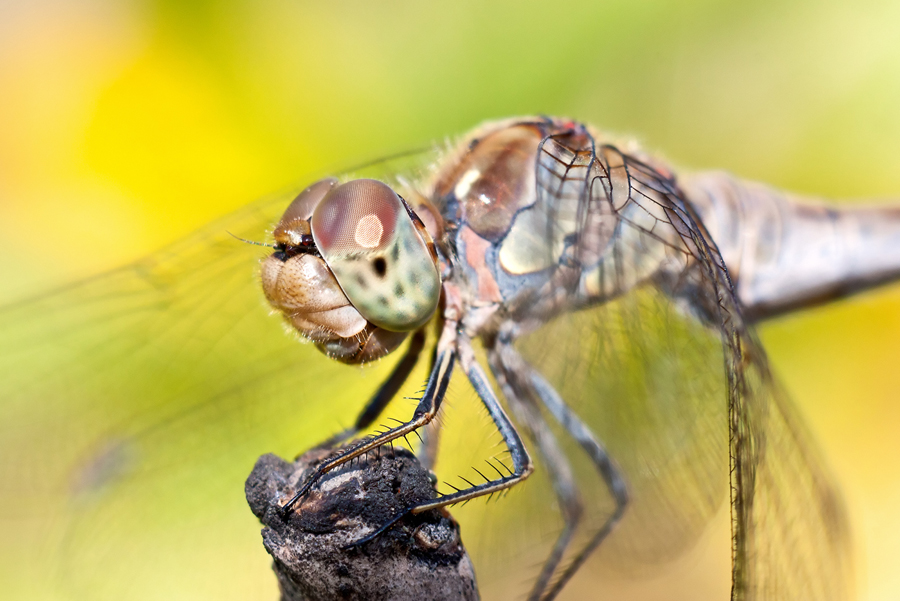Dragonfly_Canon450D_Carl_Zeiss_Tessar_2_8_50_17_09_2012