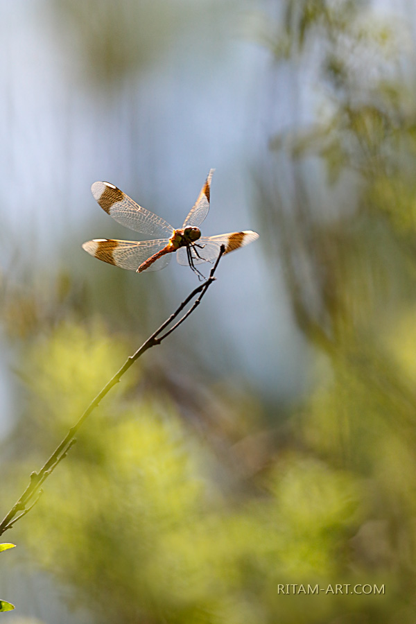 Fairy-of-Summer-Dreams_Dragonfly-W