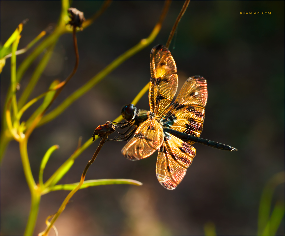 Gloden-filigree-of-Nature_Rhyothemis-variegata-dragonfly_Ritam-W