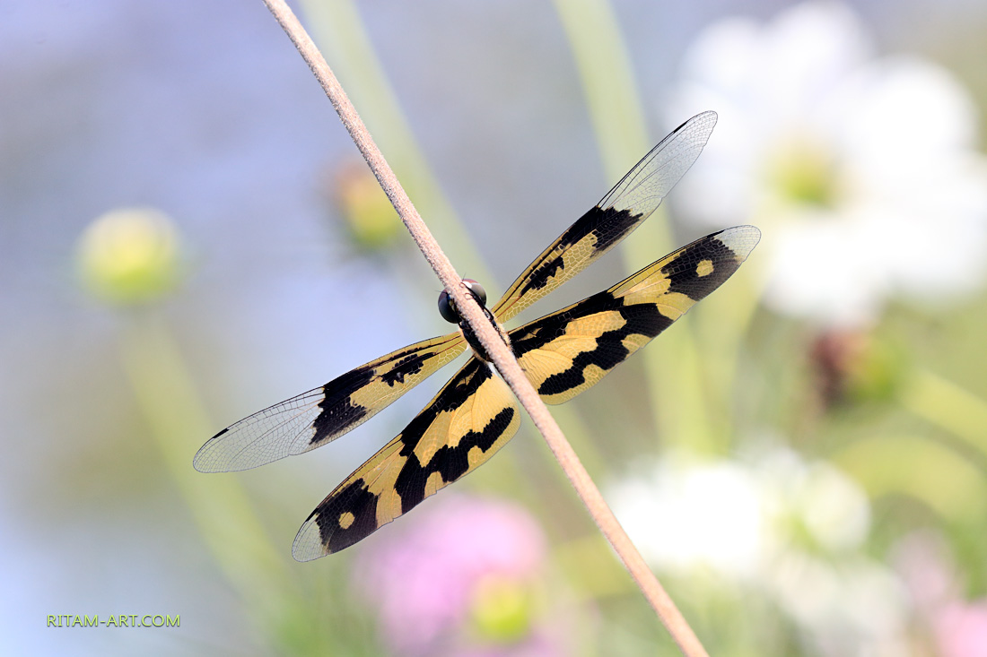 Hide-and-Seek_Dragonfly_Ritam-W