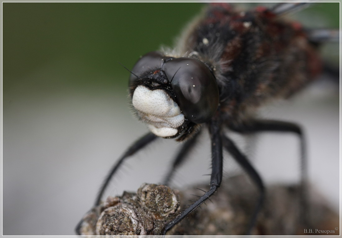 IMG_0734_0735_resize