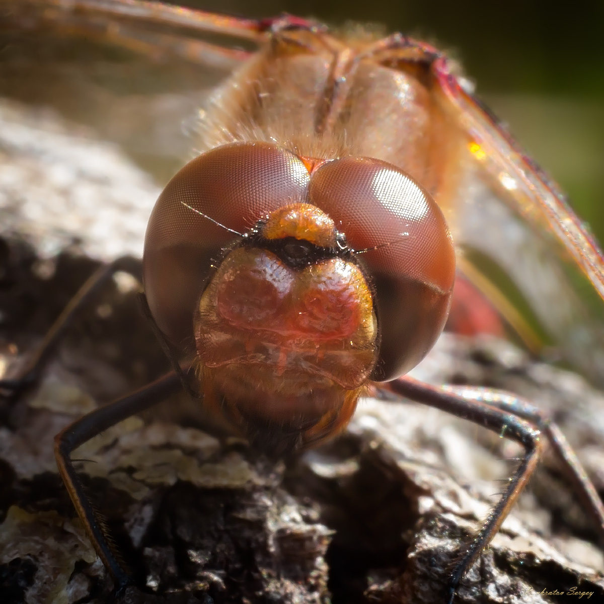 IMG_4309ps_sRGB8_small_