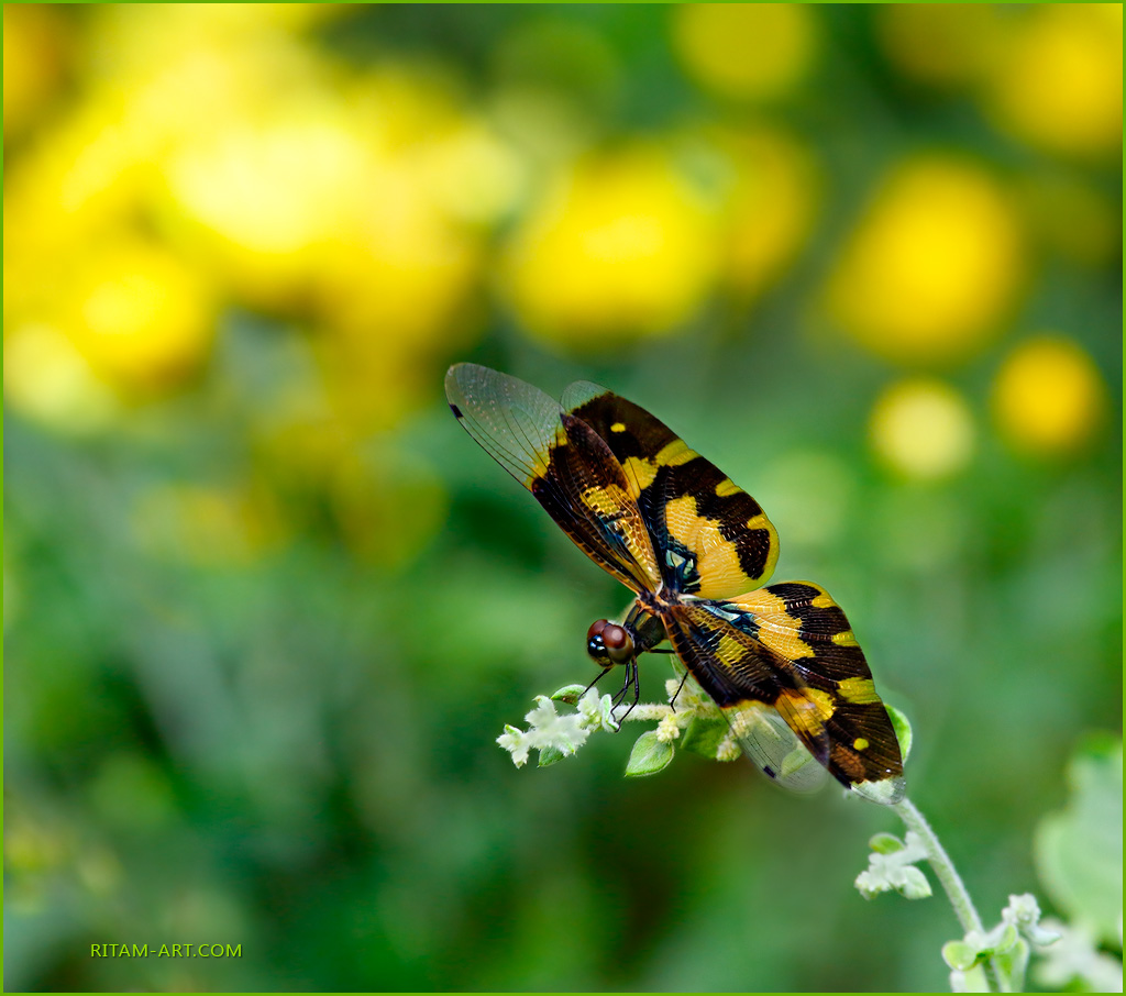 In-the-Sunny-Garden_Rhyothemis-variegata-dragonfly_Ritam-900