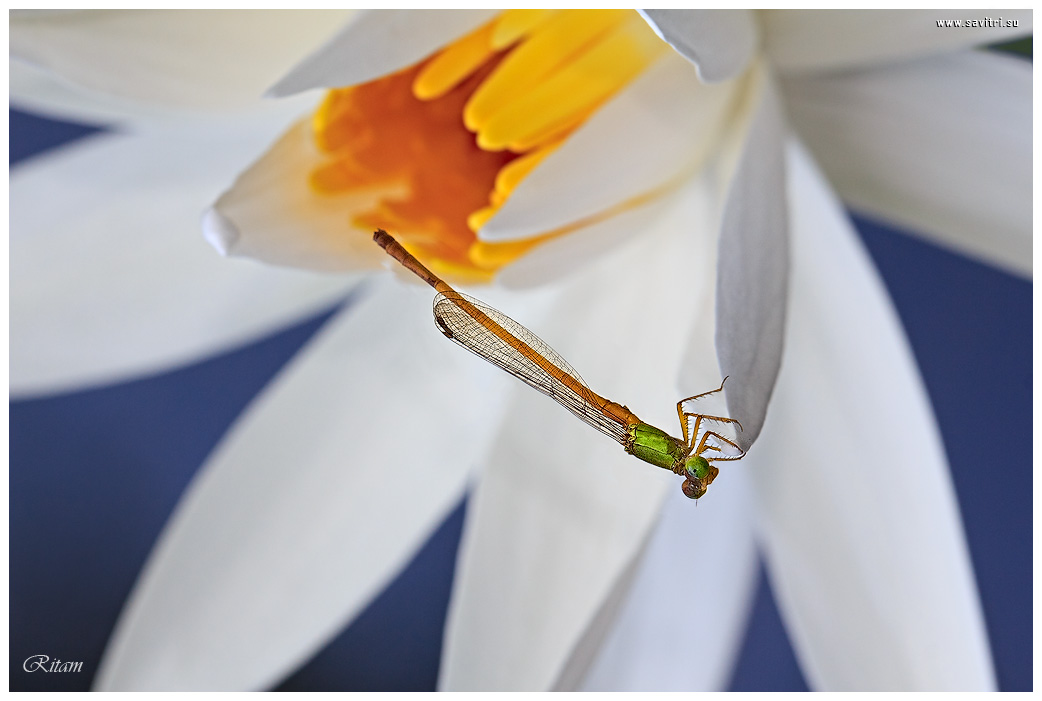 Indiyskaya_krasotka-W