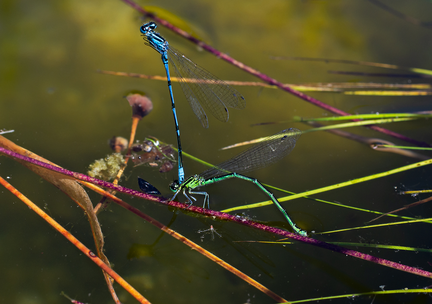 K5D12017z_macromacro