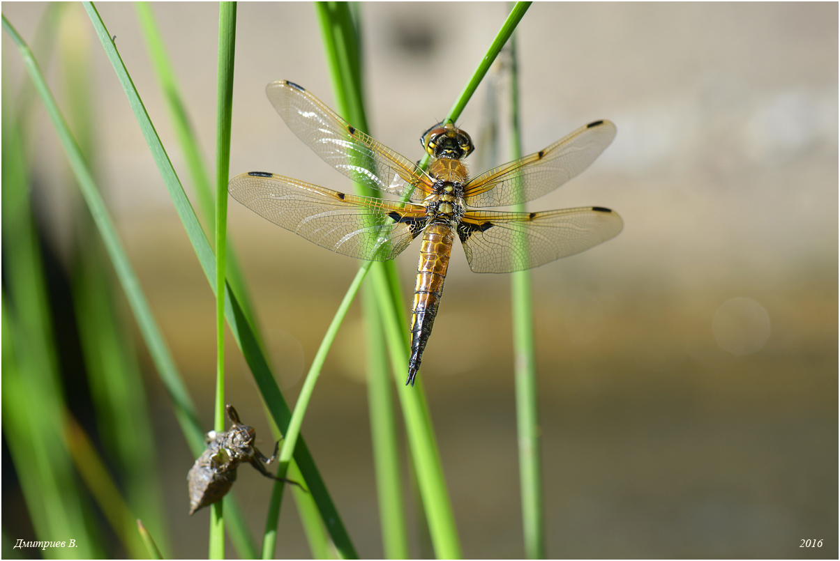Libellula_quadrimaculata_0490