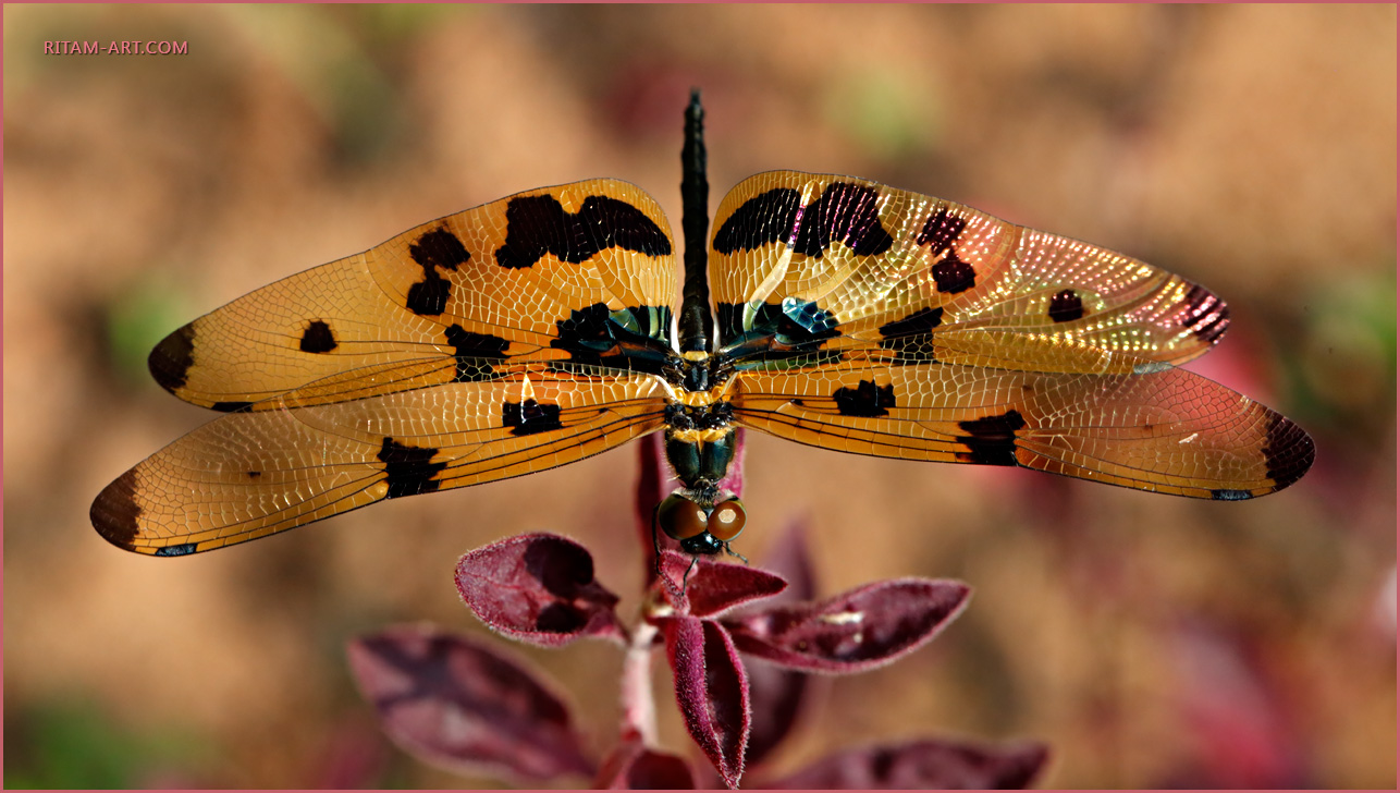 Oda-strekoze_Rhythemis-variegata-dragonfly_Ritam-1280