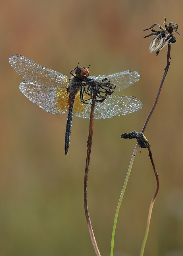 Oi_kaip_skauda_galva