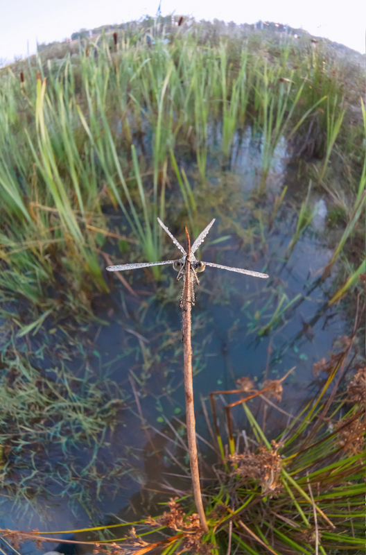 P8160135-31_800_copy