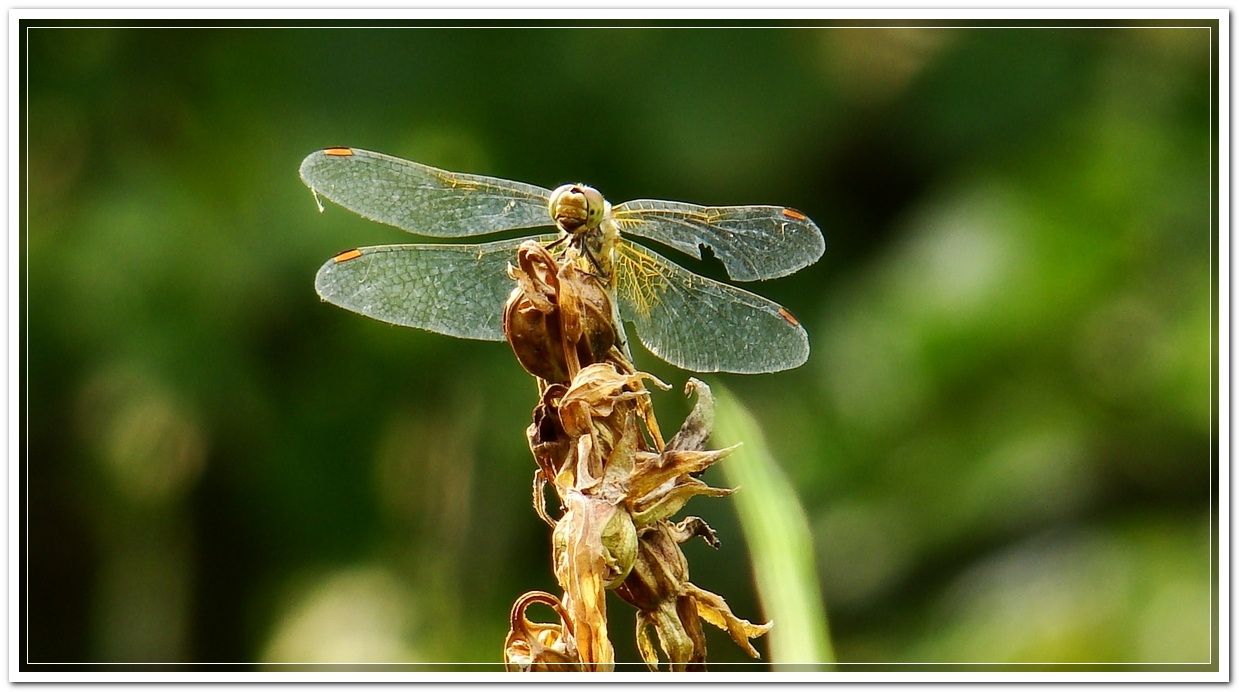 Sony_DSC-H9_2010L_1933