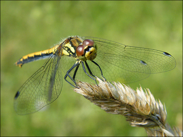 Strekoza5