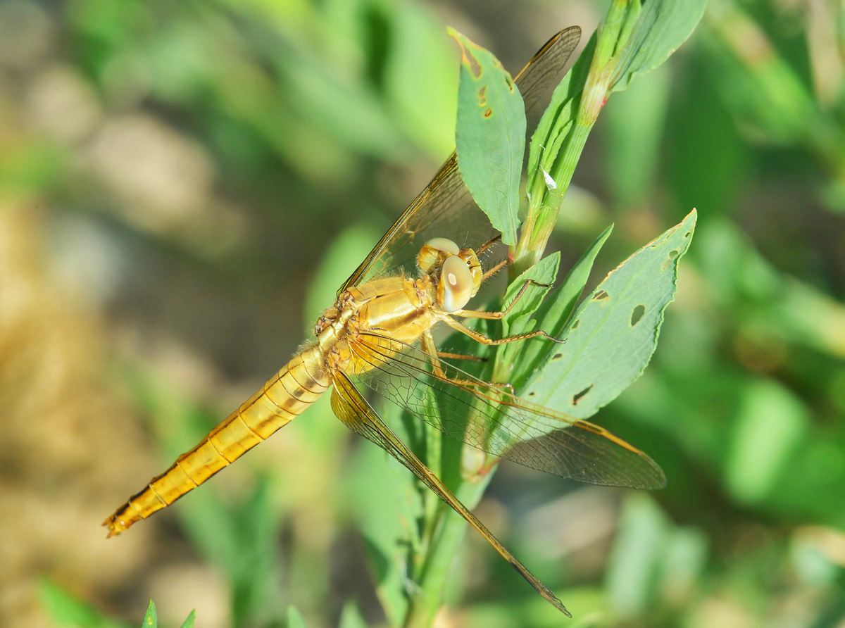 Strekoza_20130522_17-54-1200