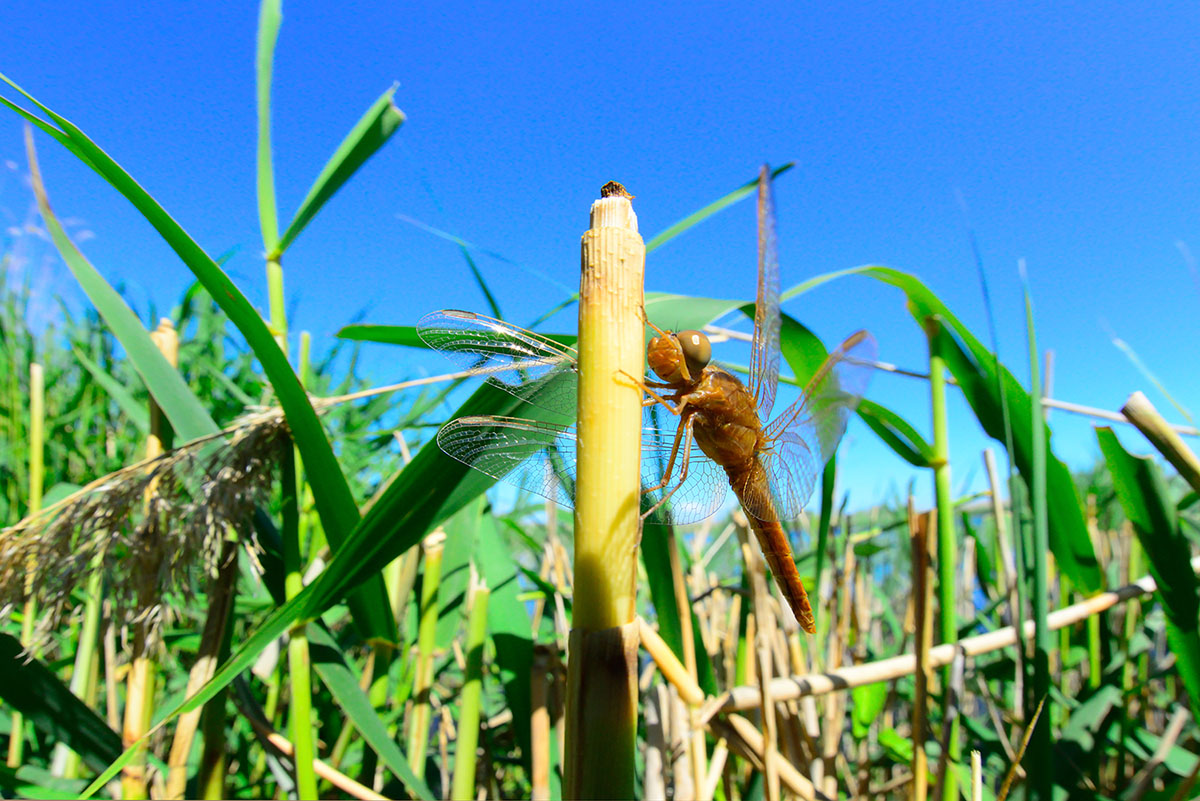 Strekoza_20160515-01-1200