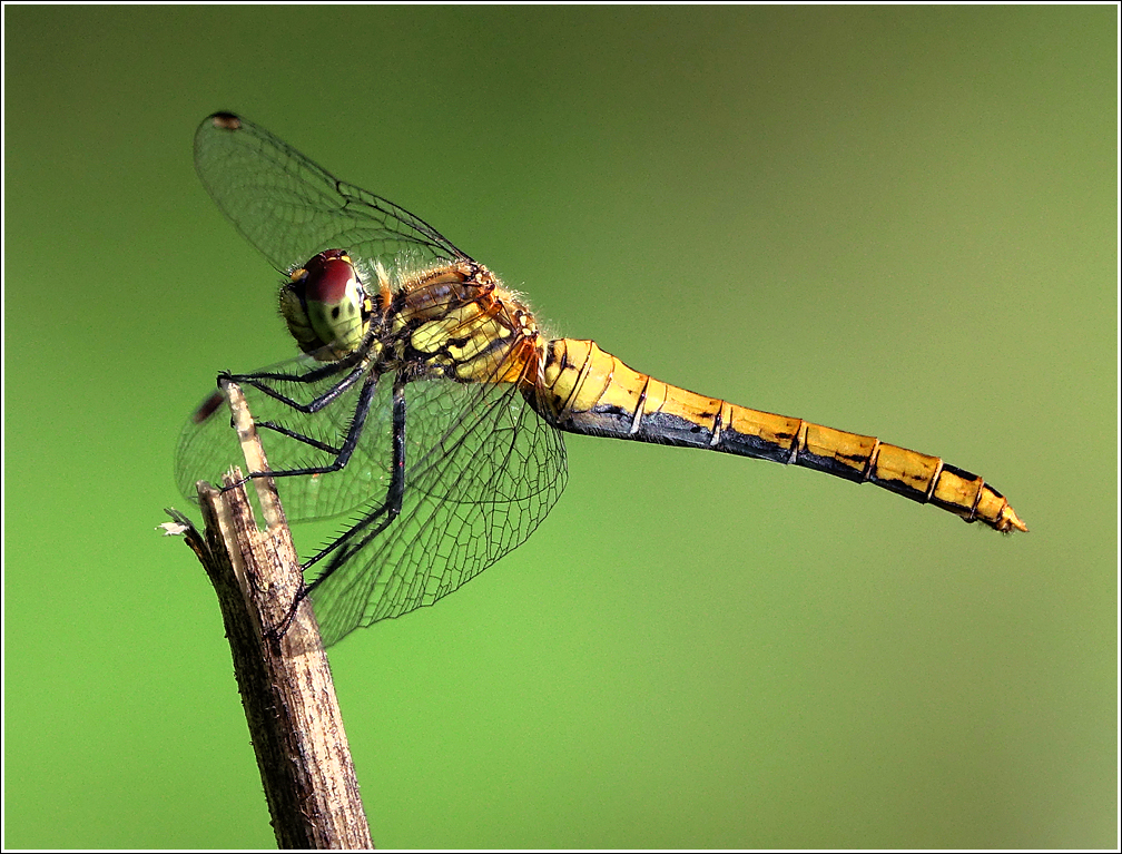 Sympetrum-sanguineum3