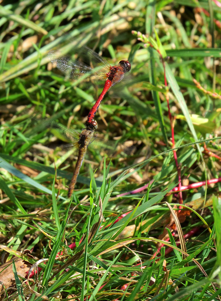 Sympetrum_sanguineum27-