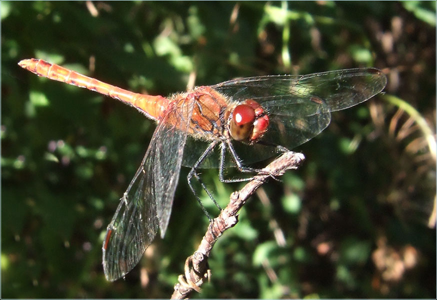 Sympetrum_sanguineum_-_