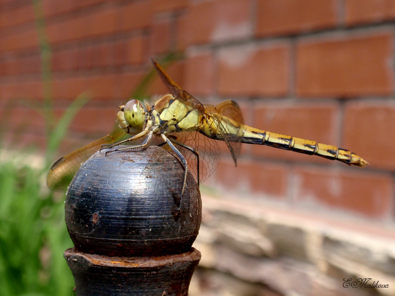 Sympetrum_striolatum_imitoides_fem