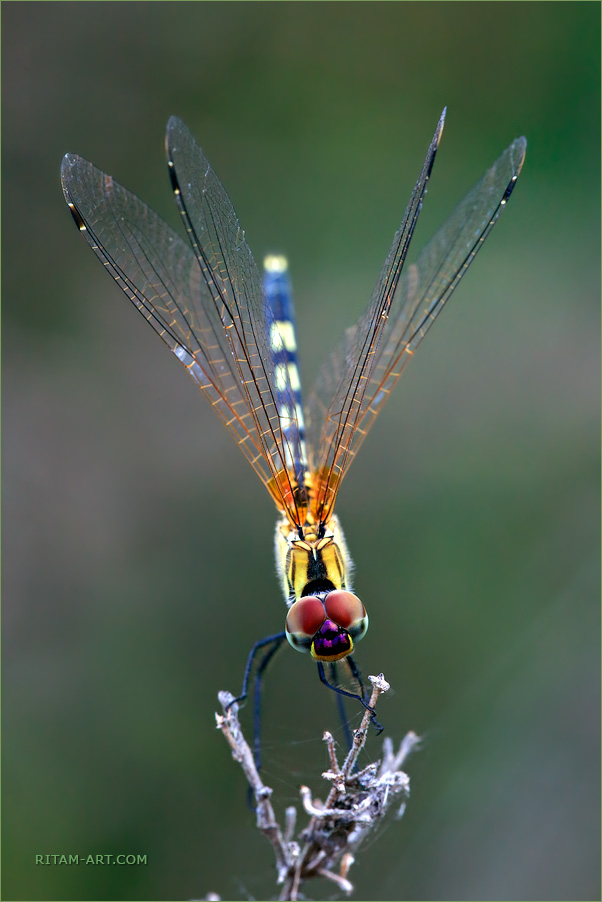 Trithemis_pallidinervis_dragonfly-Ritam-W