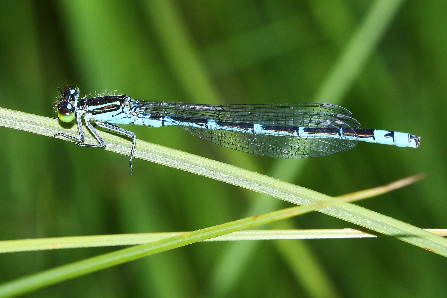 Zygoptera