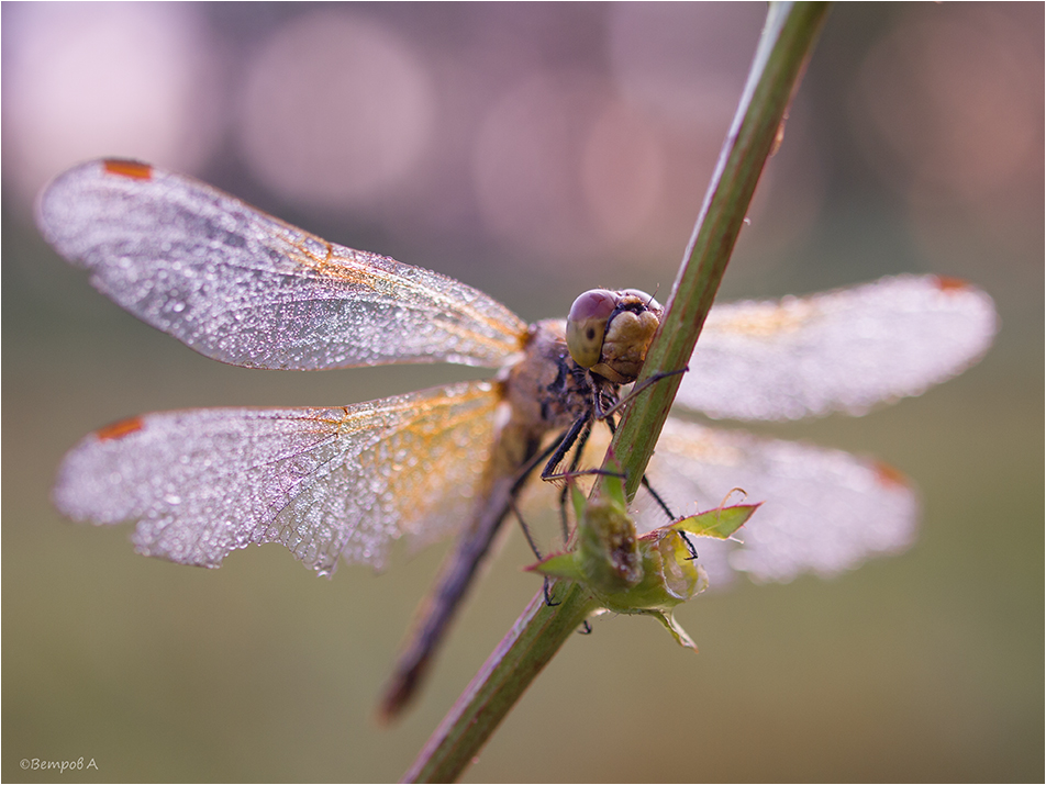 s_oglyadkoj_na_leto-res