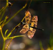 http://macroclub.ru/gallery/data/509/thumbs/Woven-of-Golden-Rays_Rhyothemis-variegata-dragonfly_Ritam-1-W.jpg