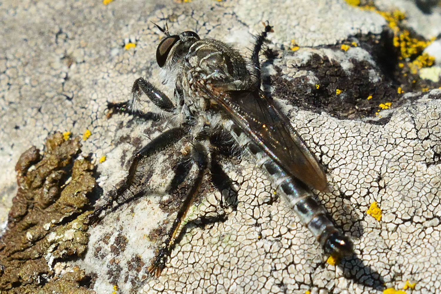 Ktyr_20170830-01-1500