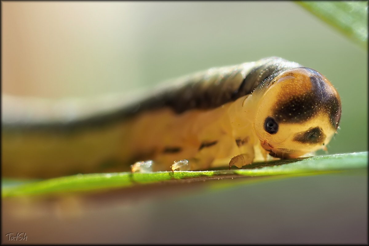 -_Hymenoptera_2015-06-09_15-26-51_