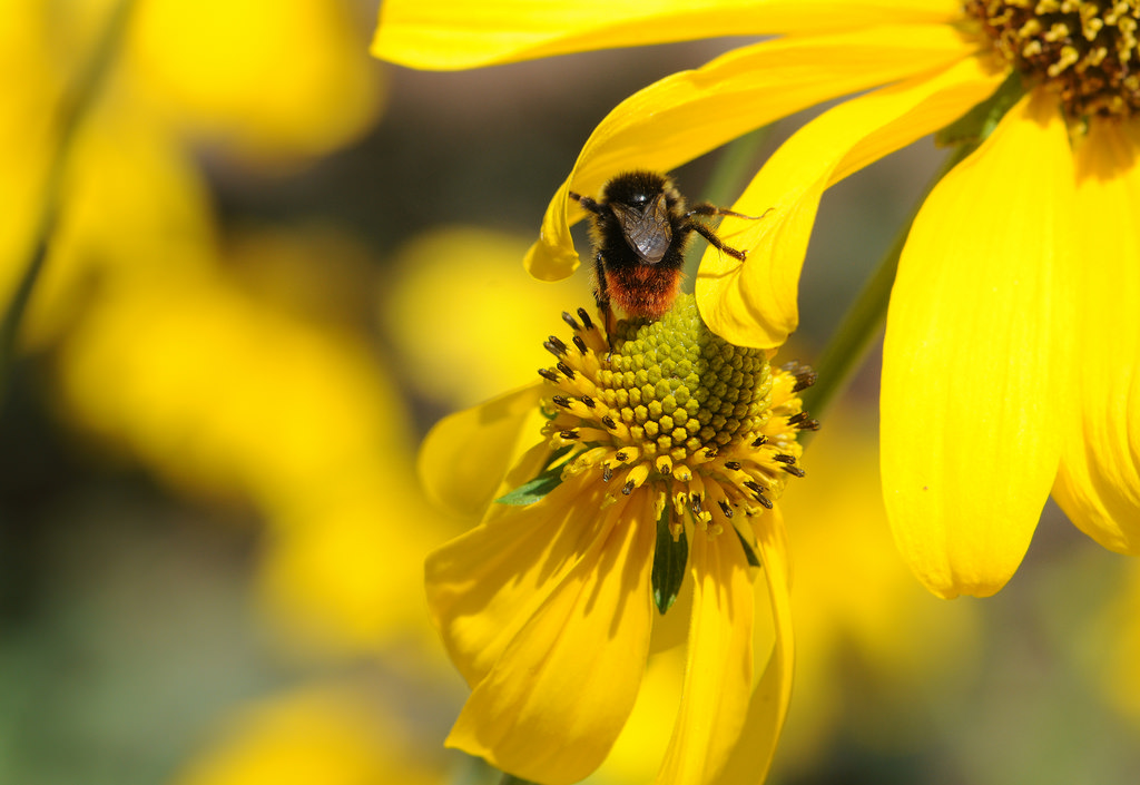 14763138793_eae2b374fa_b