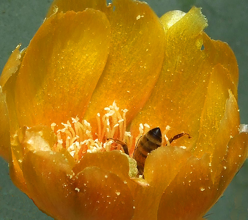 2008_0510swamp0001dpc